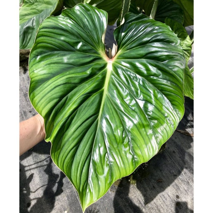 PROMO TERBARU PHILODENDRON PLOWMANII BLACK FACE / PHILO PLOWMANII TERMURAH