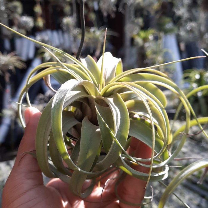 HOT SALE TILLANDSIA ERIC KNOBLOCH TERLARIS