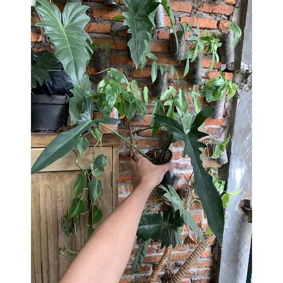 DISKON SPESIAL TERBAIK PHILODENDRON LONGILOBATUM / DRAGON NARROW EKONOMIS (INCLUDE TERBARU