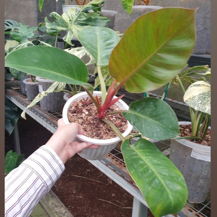 MUST HAVE PHILODENDRON RED MOON SUPER RARE 5 DAUN 1 TUNAS TERBARU