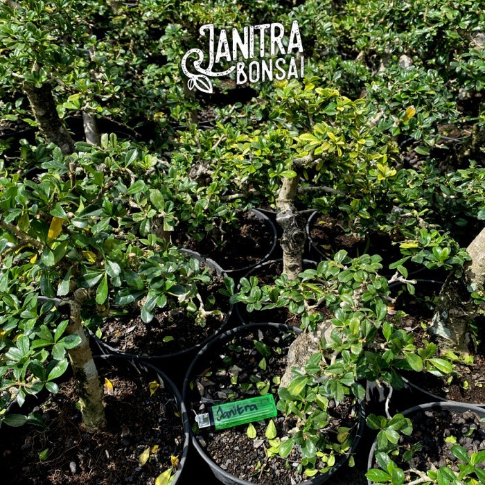 HOT SALE IS BONSAI HOKIANTEA BATANG BESAR JADI SIAP PAJANG TERLARIS