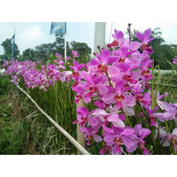 MUST HAVE PAKET BIBIT ANGGREK TANAH DEWASA VANDA DOUGLAS JAMESTORY SCORPIO TERMURAH