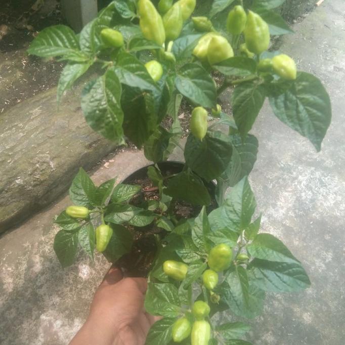

Sale 8.8 Pohon Cabe Gendot