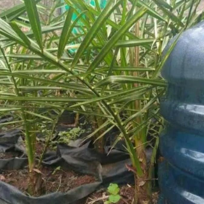 New Pohon Kurma Ajwa Murah (Bibit Pohon Kurma) Umur 3 Tahun