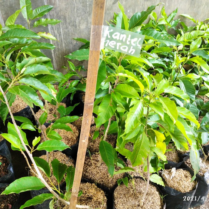 PROMO BIBIT TANAMAN BUNGA CEMPAKA ASLI MERAH BUNGA HIAS KANTIL MERAH TERMURAH