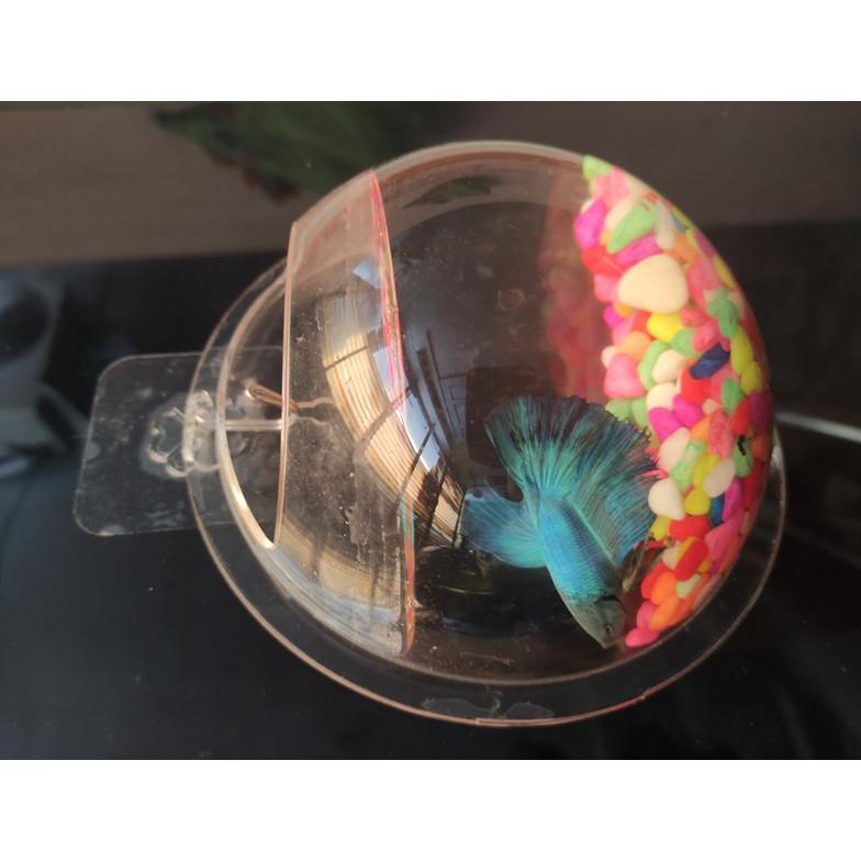 Terkini Aquarium Dinding 16,5Cm Kecil Untuk Tanaman Hias Atau Vas Bunga / Ikan Cupang 2023