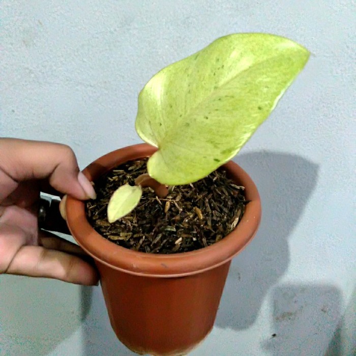 FLASH SALE IS PHILODENDRON SNOWDRIFT VARIEGATA PHILODENDRON SNOW DRIFT VARIGATA TERMURAH