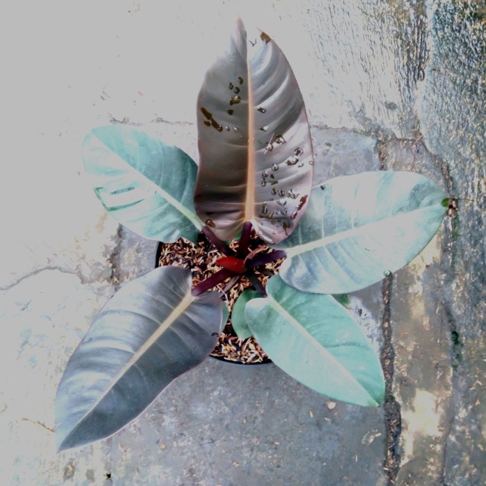 MUST HAVE TANAMAN HIAS PHILODENDRON BLACK CARDINAL BRAZIL ORI BESAR TERBARU