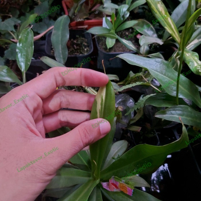 HOT SALE NEPENTHES REINWARDTIANA VARIEGATA TERBARU