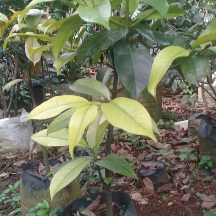 PROMO POHON MANGGIS TINGGI 1 METER TERMURAH