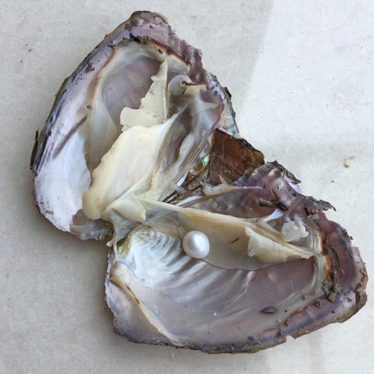 Promo Oyster Necklace | Kalung Mutiara Tiktok (Ada Kerang Nya) Wish Pearl Necklace 2023