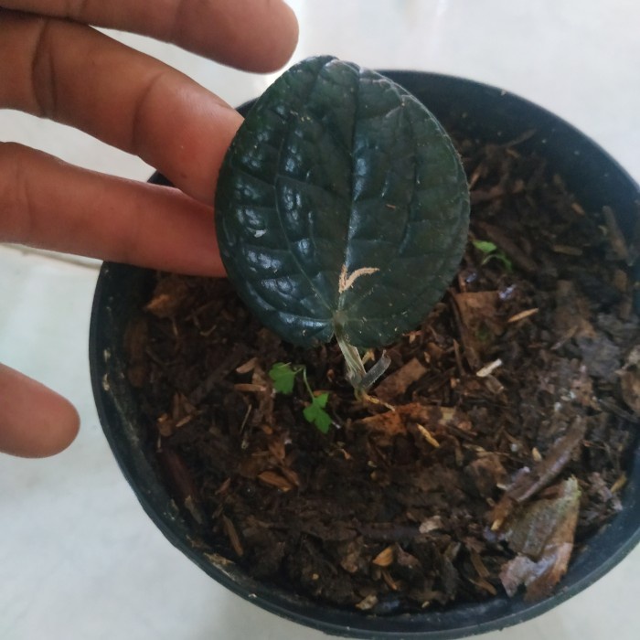 MUST HAVE SIRIH HITAM ASLI 1 HELAI DAUN EKONOMIS TERMURAH
