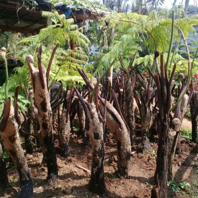 FLASH SALE PAKIS MONYET 2 METER - PAKU TIHANG PENEDUH TAMAN - TANAMAN HIAS RIMBU TERLARIS