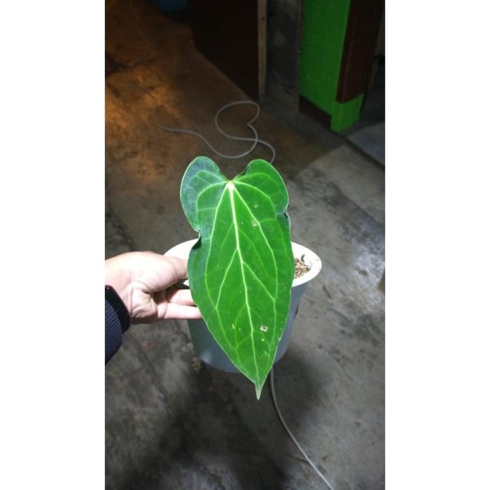 PROMO SALE TANAMAN HIAS ANTHURIUM BLACK MAMBA / GREEN MAMBA MURAH TERMURAH