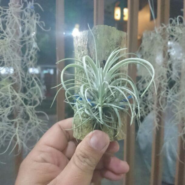 HOT SALE!!! DISKON TILLANDSIA IONANTHA / UTRICULATA MURAH TERLARIS