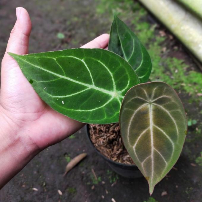 8.8 Kuping Gajah Forgetii Original Tanaman