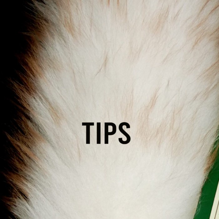 MEWAH Kemoceng Wool ~ Bulu Domba, bulu asli Melbourne Australia