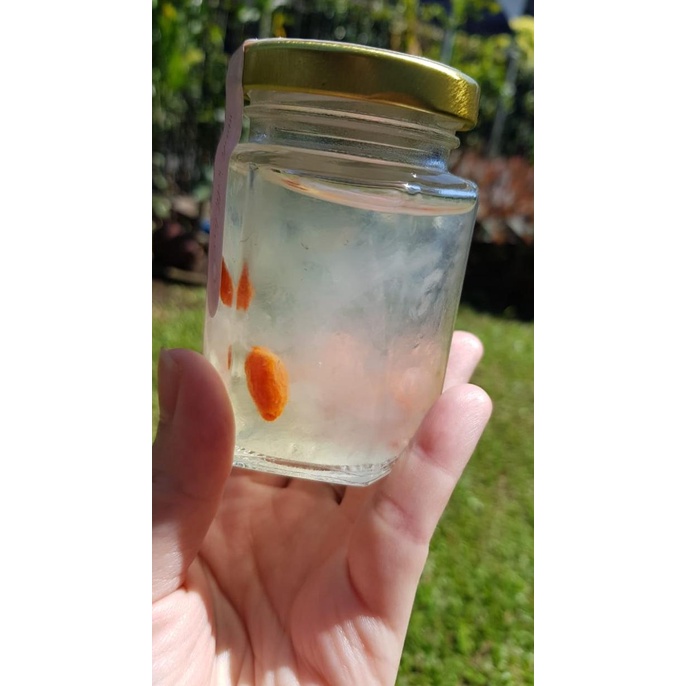 

=====] Birdnest/Sarang burung/Yenwo (gula batu putih) 100ml