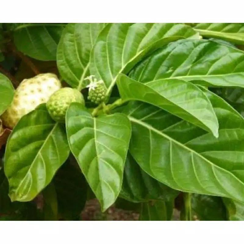 

100 gram daun mengkudu segar