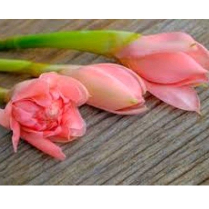

1kg bunga kecombrang pink segar