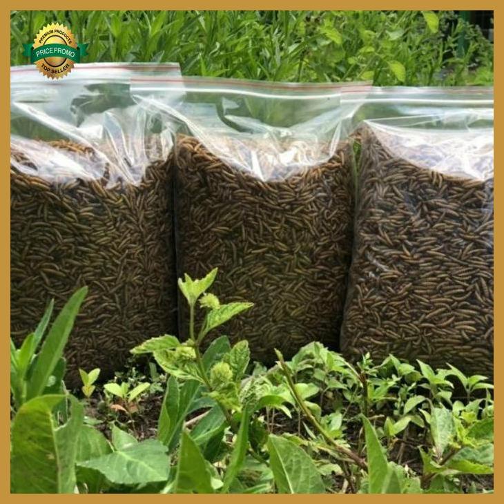 maggot bsf kering 1 kg grade A maggot kering maggot oven magot dry yenniarianti_