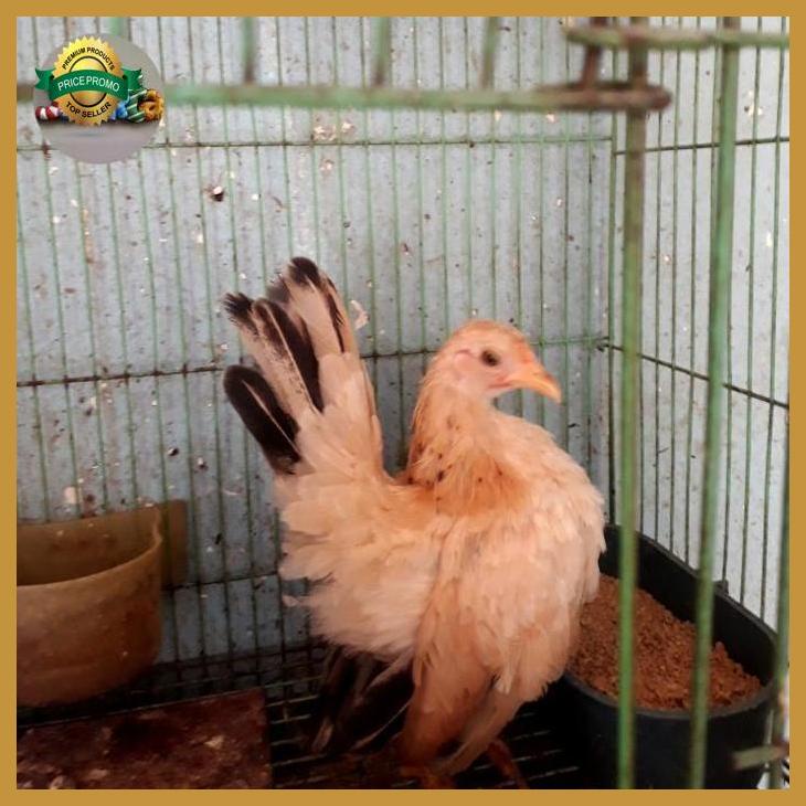 AYAM KATE AYAM SERAMA. pasangan muda yenniarianti_