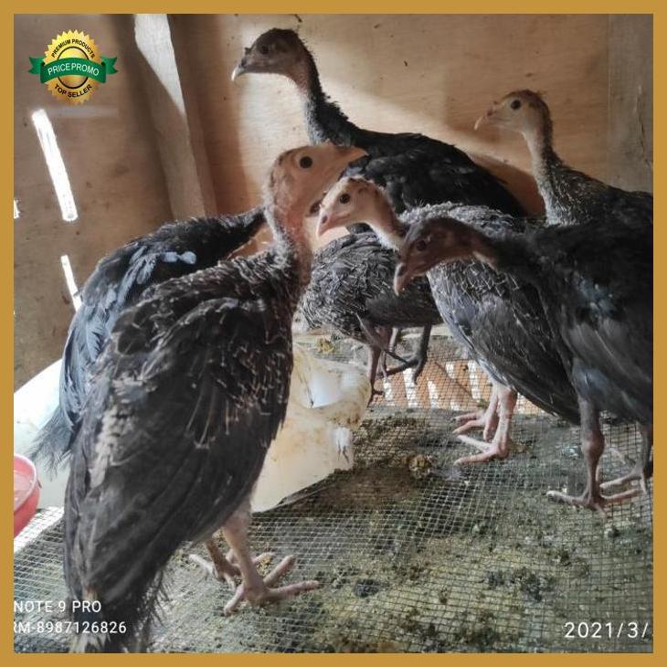 Ayam Kalkun anakan Usia 2 bulan sehat sehat garansi hidup yenniarianti_