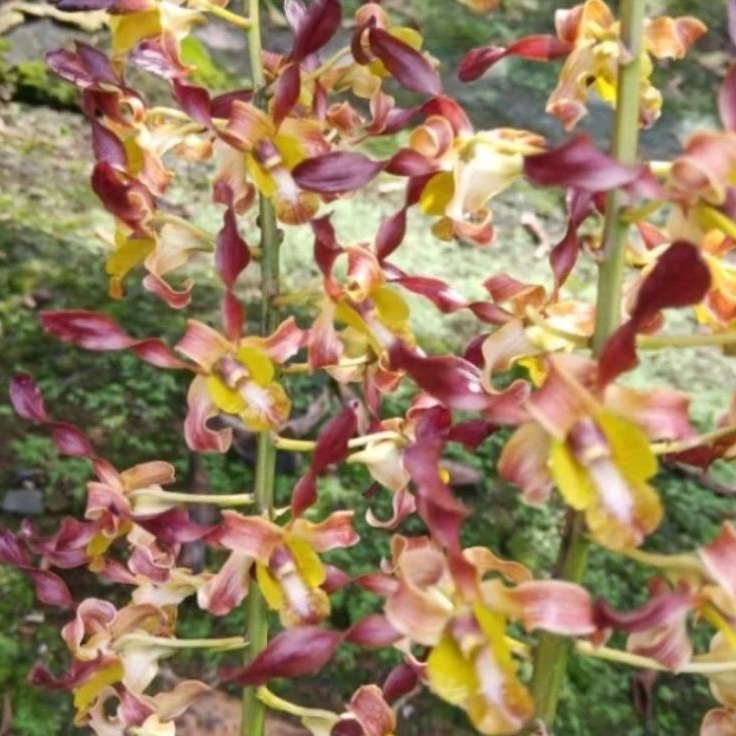 Paling Popular Anggrek dendrobium keriting dewasa knop