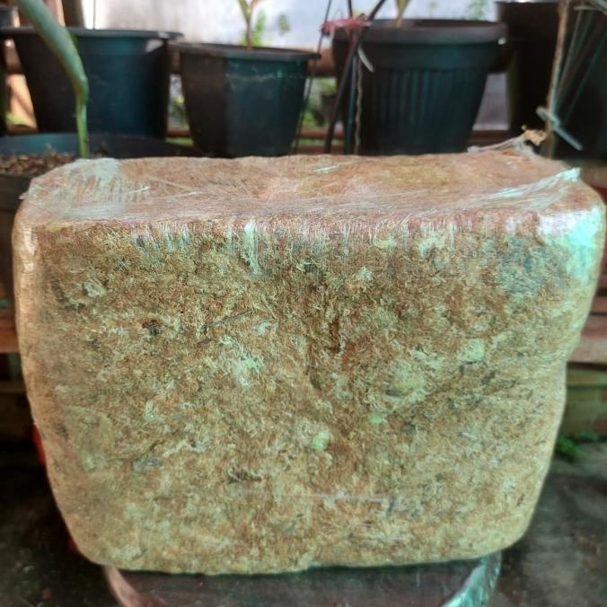 MEDIA TANAM SPHAGNUM MOSS 1 KG