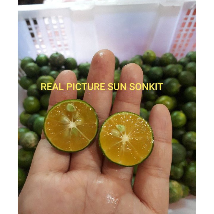 

VVCT5240㊐ JERUK SONKIT 1KG / JERUK KASTURI / JERUK KUNCI / LEMON CUI ㊓