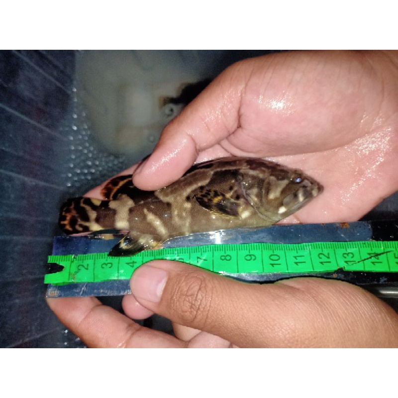 Kerapu Cantang Air Tawar size 12cm