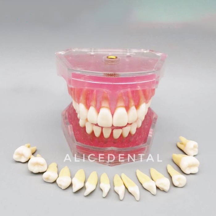 Terlaris Dental Study Model Gigi Typodont Phantom Studi Bisa Dilepas Gusi Karet