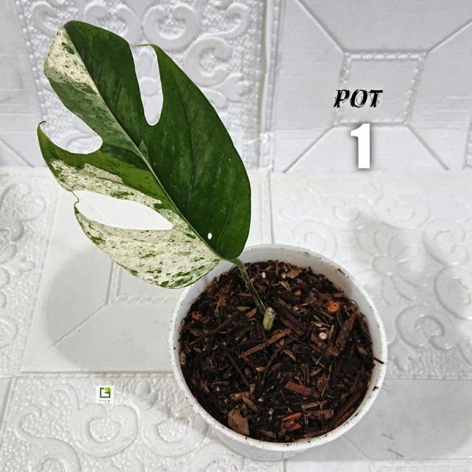 Epipremnum Pinnatum Marble Variegata - Pot 1