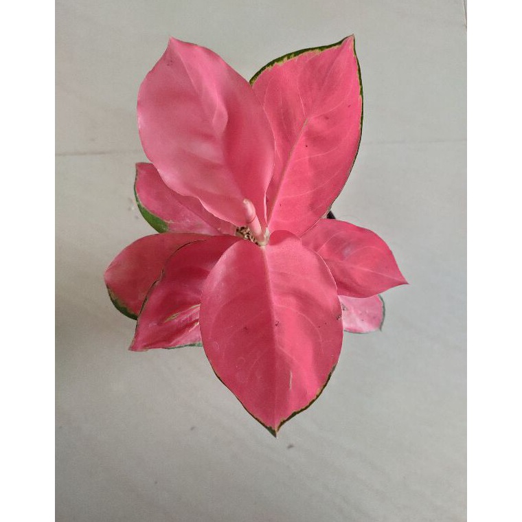 SALE. aglonema red cherry