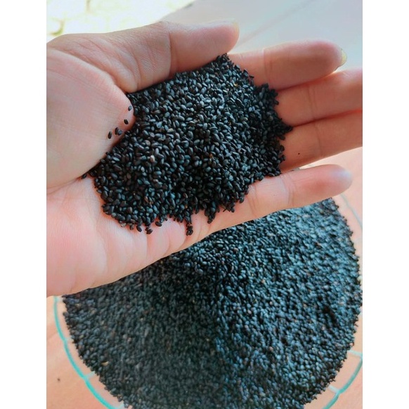 

Stock Banyak.. Biji Selasih Import 250 gram Bersih Grade A KKM