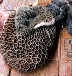 

Babat Sapi / Babat Hitam (Beef Black Tripe Calf Offal)
