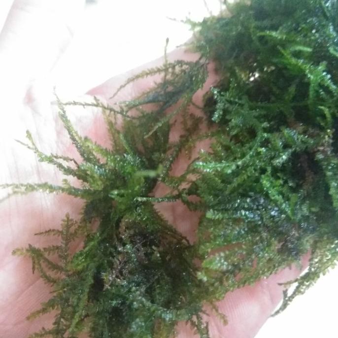Ready Moss Weeping Tropica (ORI)
