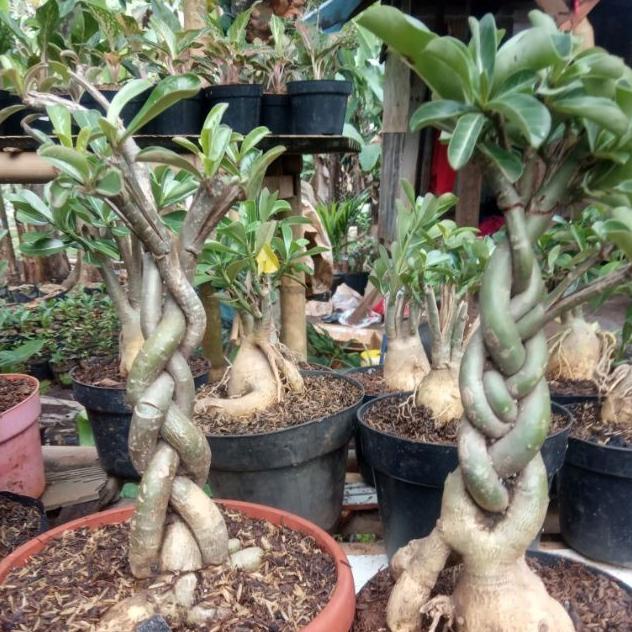 Ready Tanaman hias bibit bonsai Adenium bonggol besar Terlaris
