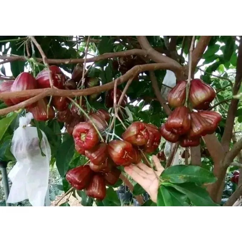 

Bibit Jambu Air Dalhari Hasil Okulasi Asli Buatan Sendiri