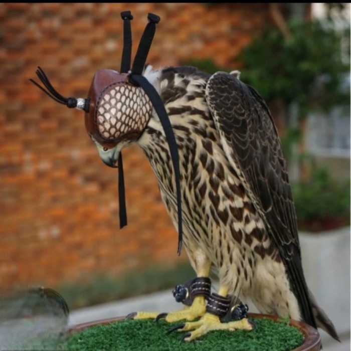 Terlaris Hood Tutup Kepala Elang Wbse Dm Lm Jhe Bondol Bk Cg Bwk Kabit Falconry