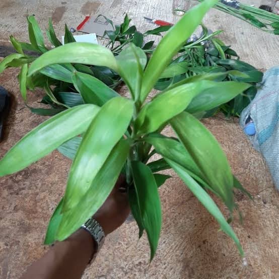 tanaman hias sri rejeki hijau