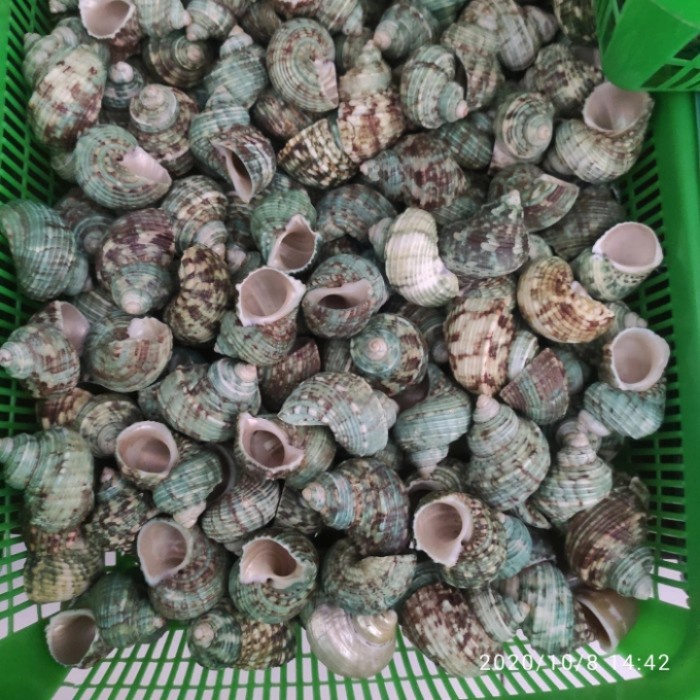 Best Seller Cangkang Kelomang Turbo Shell - Cangkang Keong Mata Lembu /1Kg