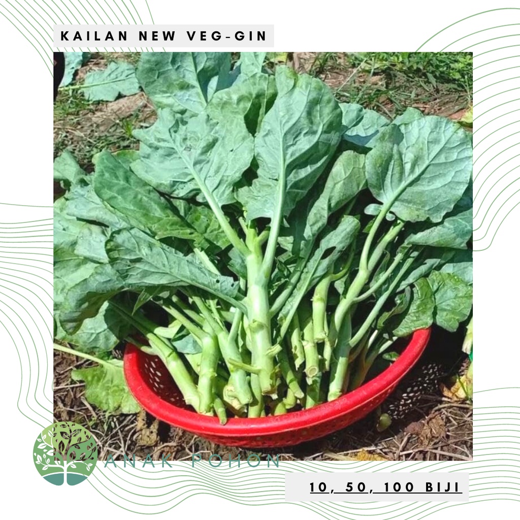 Benih Bibit Biji - Kailan Besar New Veg-Gin Chinese Kale Tahan Panas Cocok Dataran Rendah Seeds - Panen Dalam 45 Hari