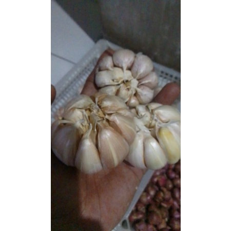 

bawang_putih_sinco