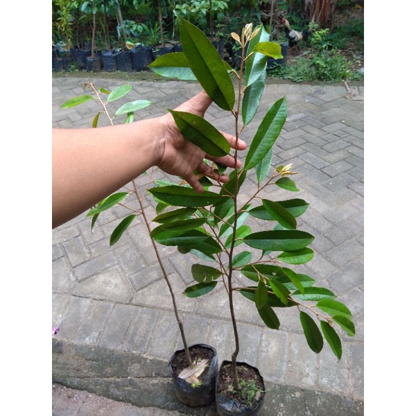 bibit durian musangking Montong tinggi 1 meter