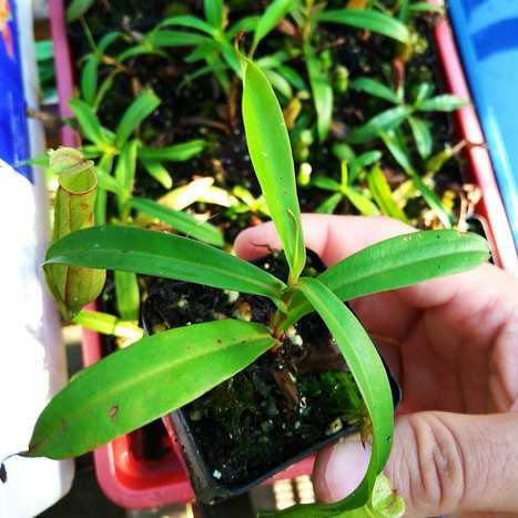 Tanaman Karnivora Nepenthes / Kantong Semar (Tanaman Hidup)