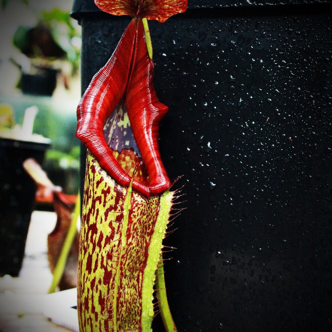 Tanaman Karnivora Nepenthes Maxima (Kantong Semar) Seed/Biji/Benih