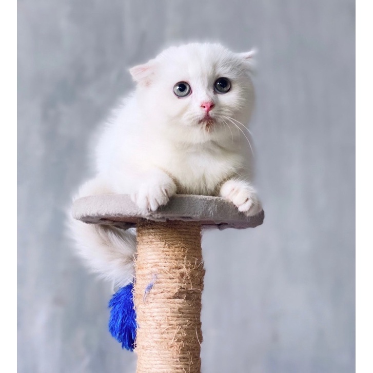makanan kucing scottish