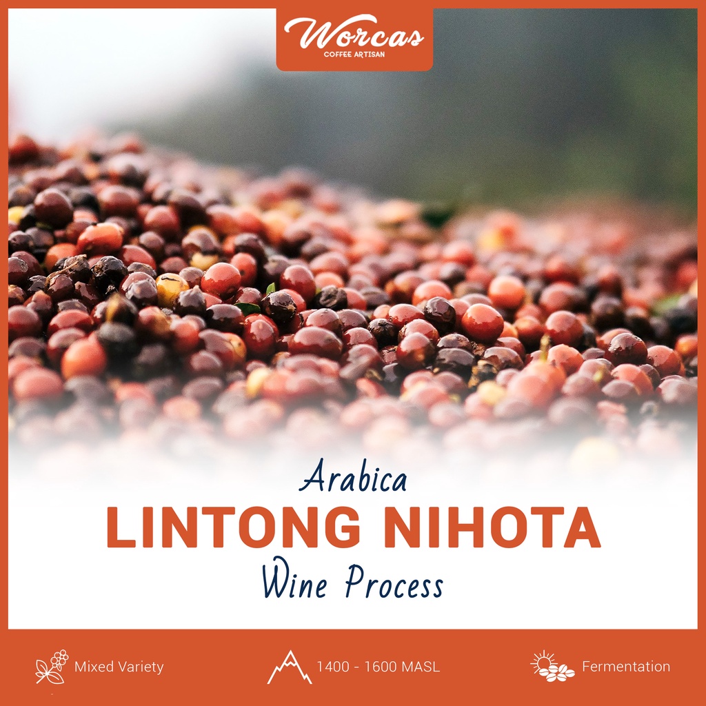 

Green Bean Arabica Lintong Wine Process 1 Kg | Biji Kopi Mentah