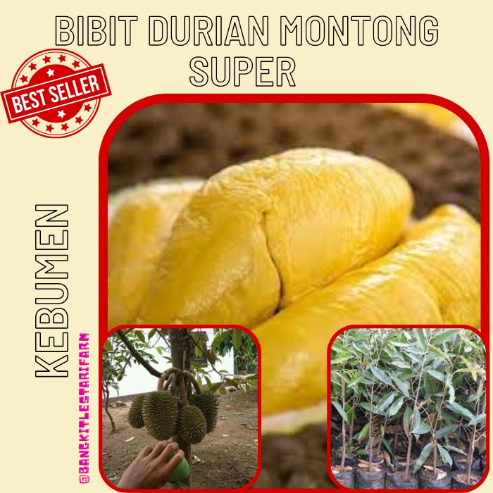 Bibit Durian Montong Super, Bibit Durian Montong SUPER GENJAH